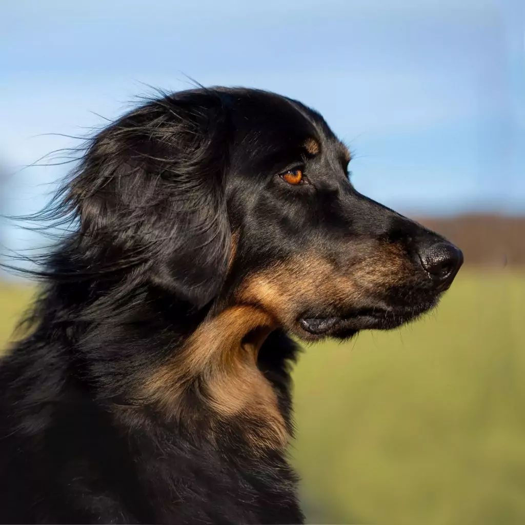 Portrait einer schwarzmarkenen Hovawarthündin vor blauem Himmel