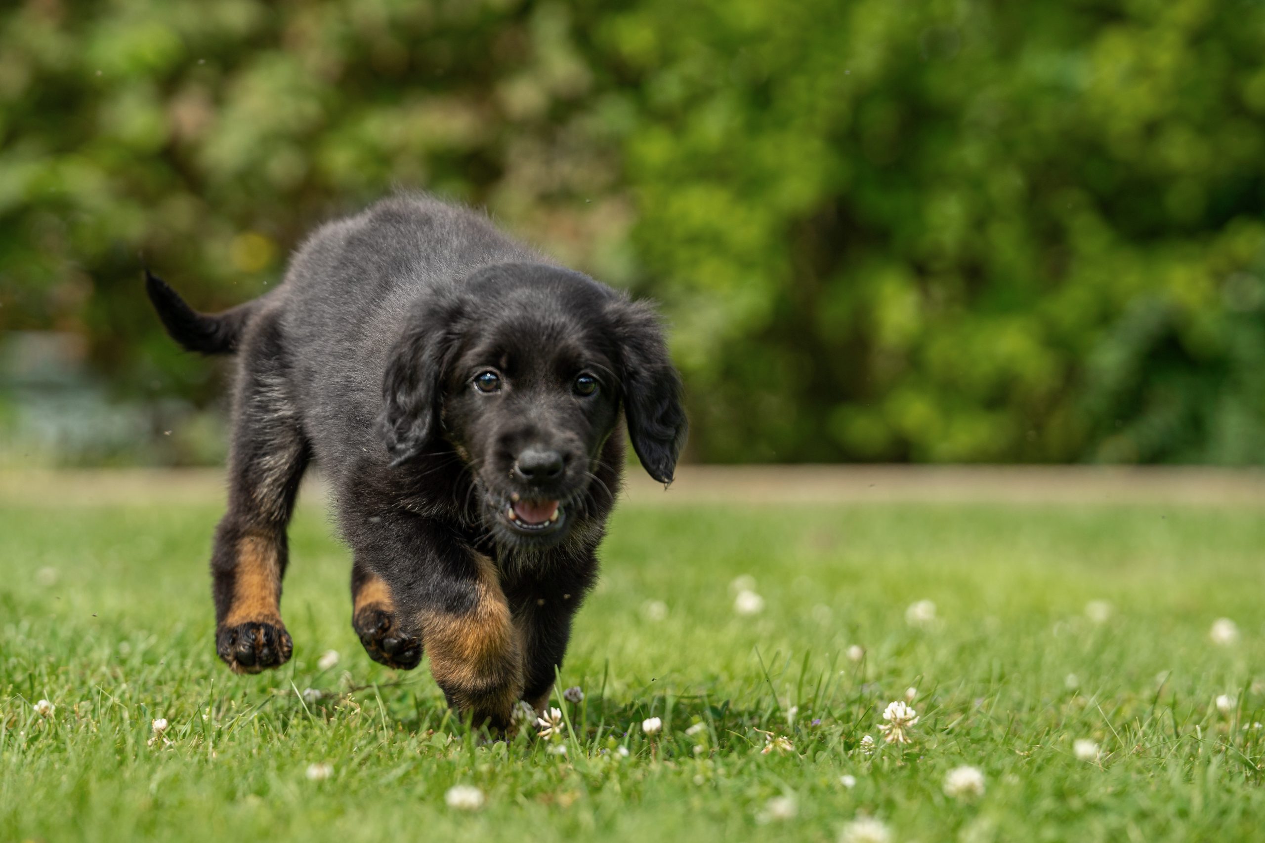 Alba von der Hohen Breite_1