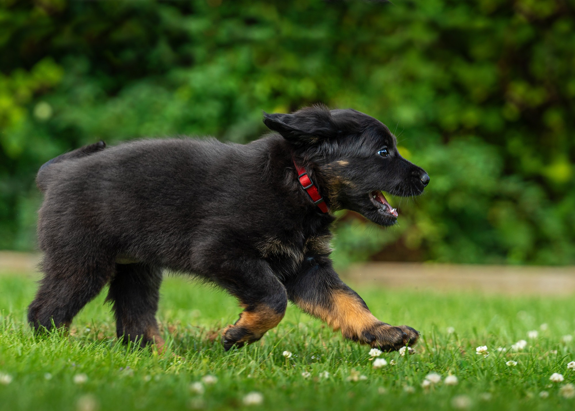 Alba von der Hohen Breite_2