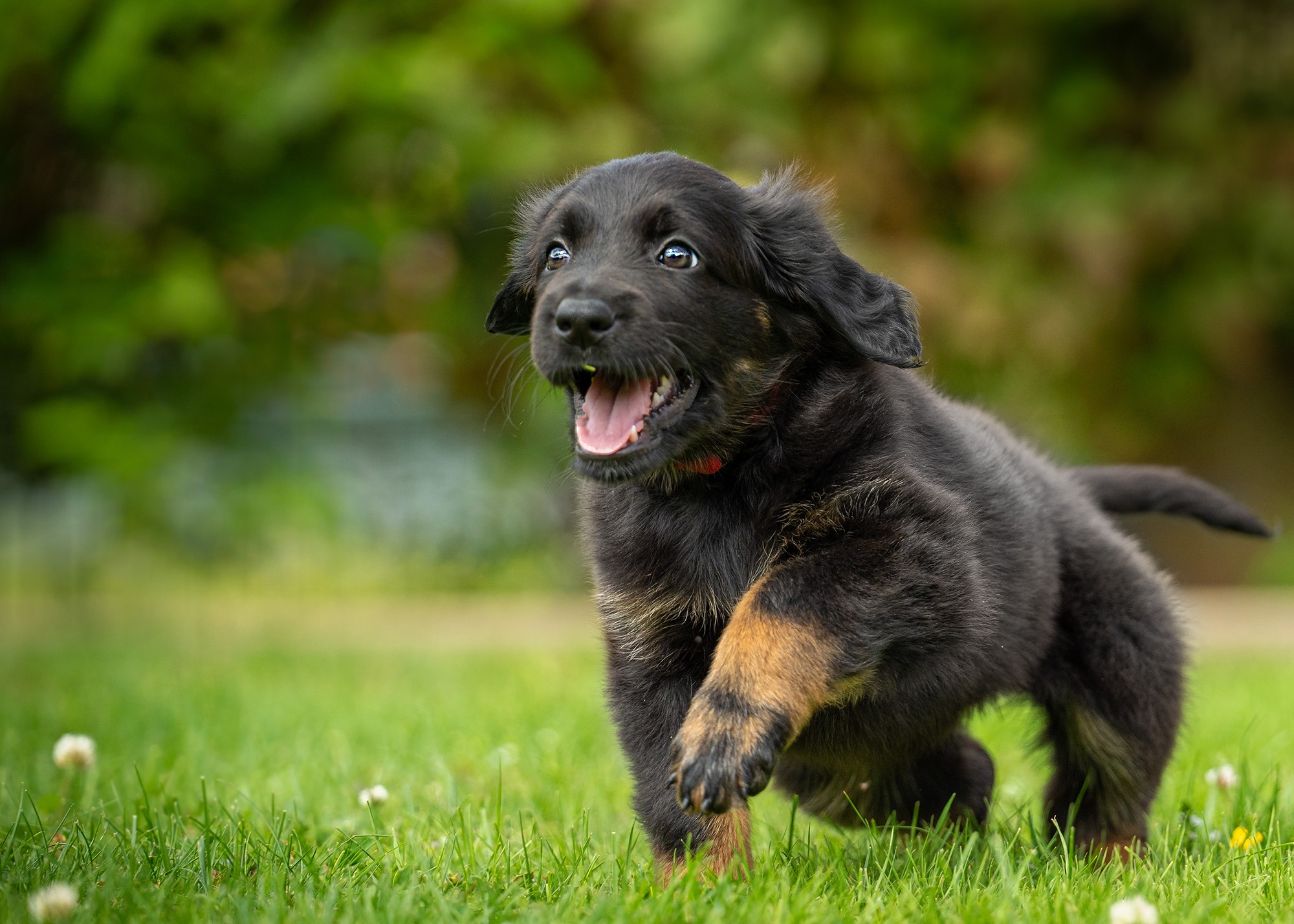 Alba von der Hohen Breite_3