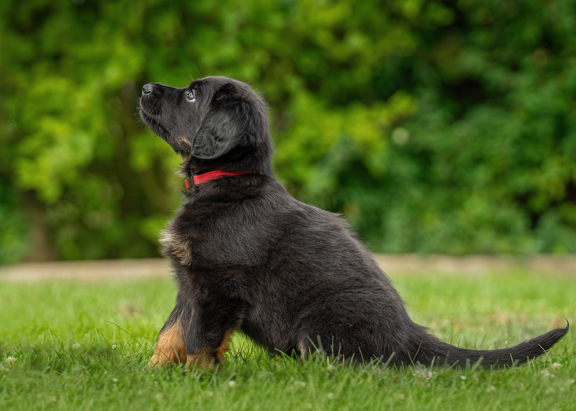 Alba von der Hohen Breite_4