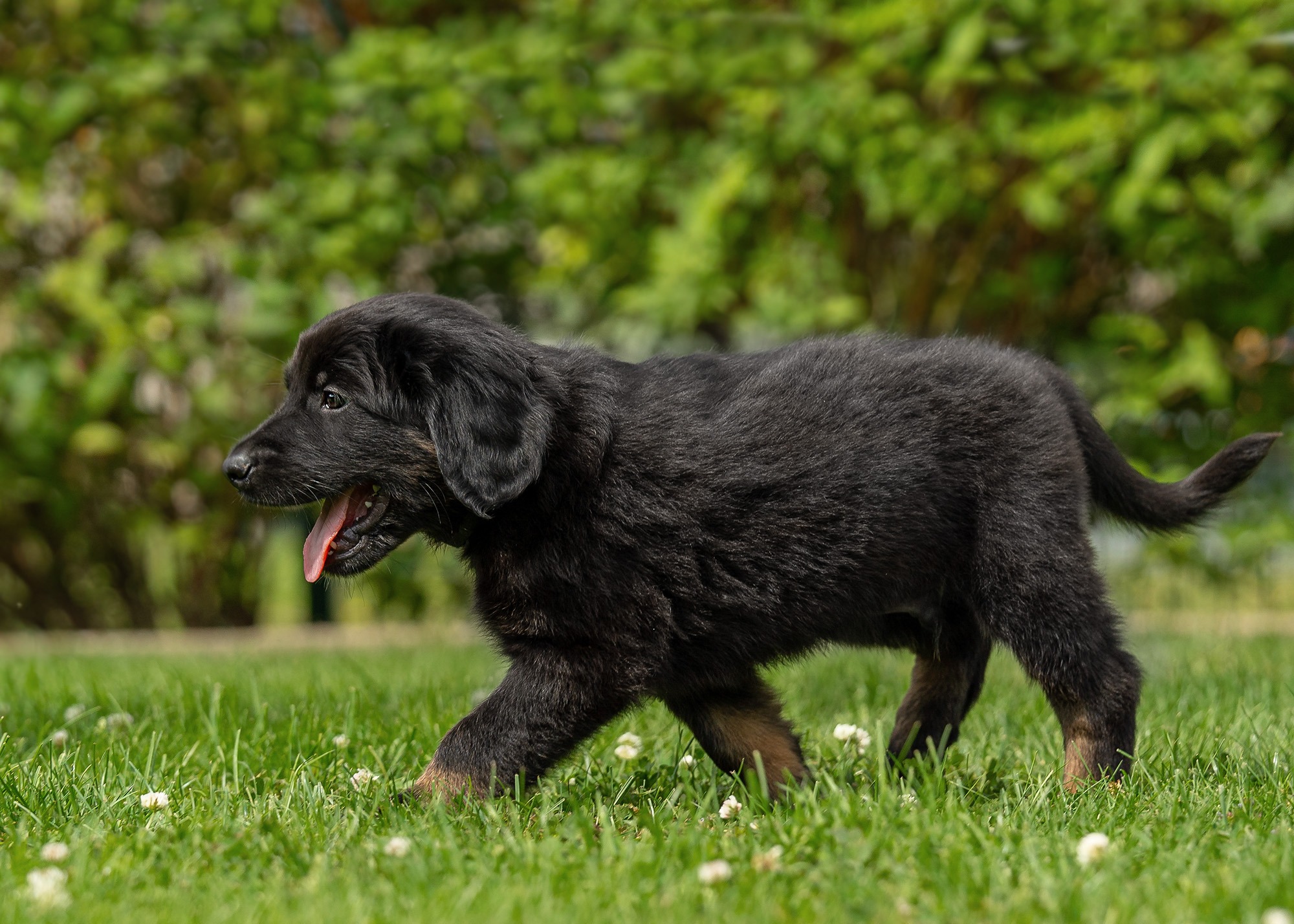 Alba von der Hohen Breite_6