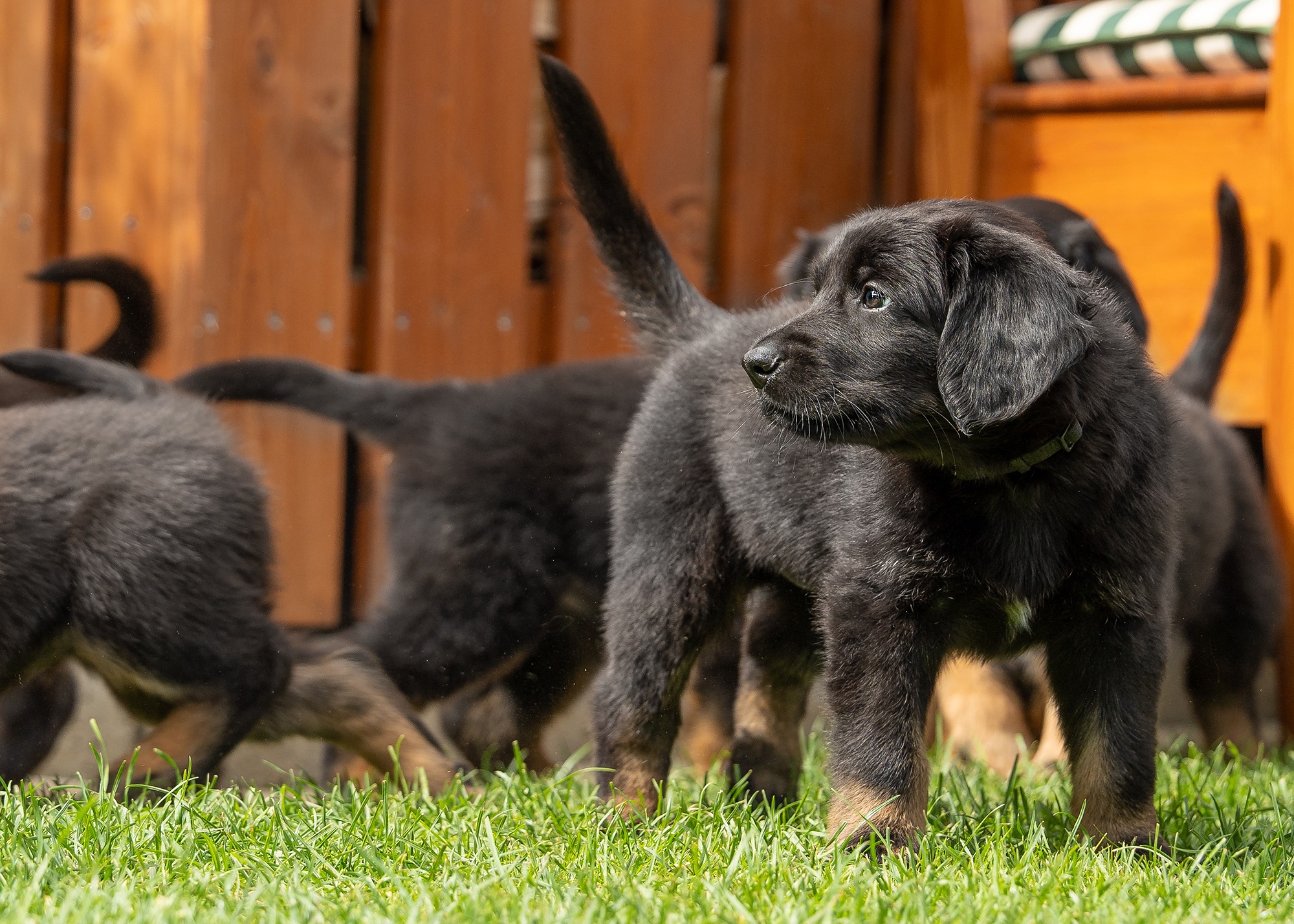 Amaru von der Hohen Breite_1