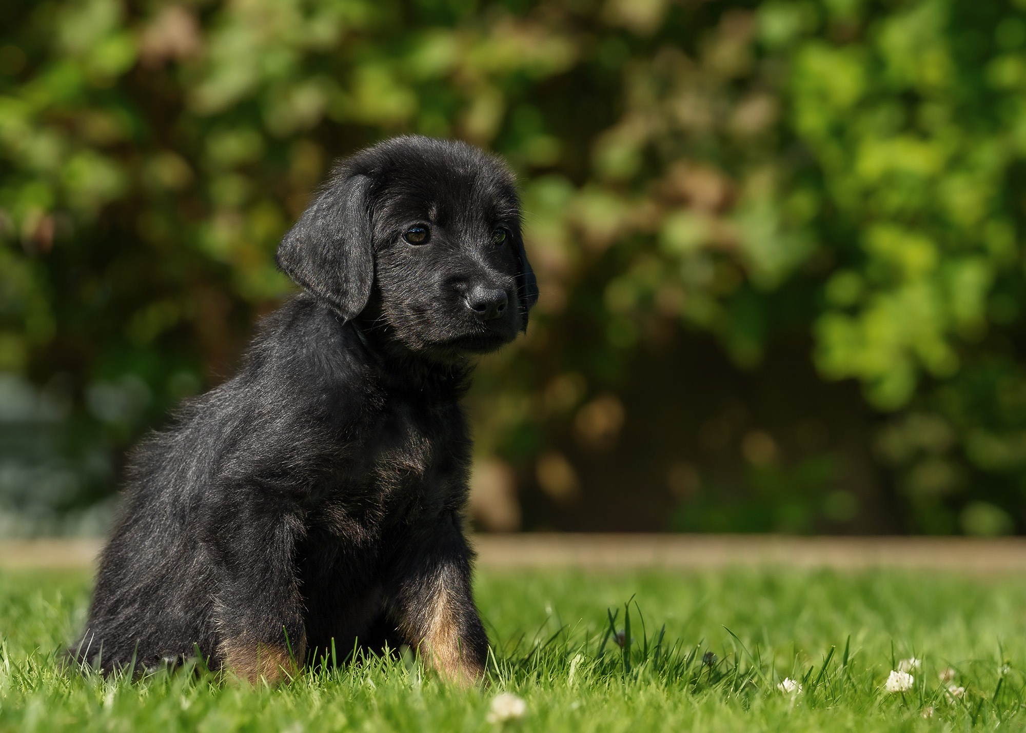 Amira von der Hohen Breite_1