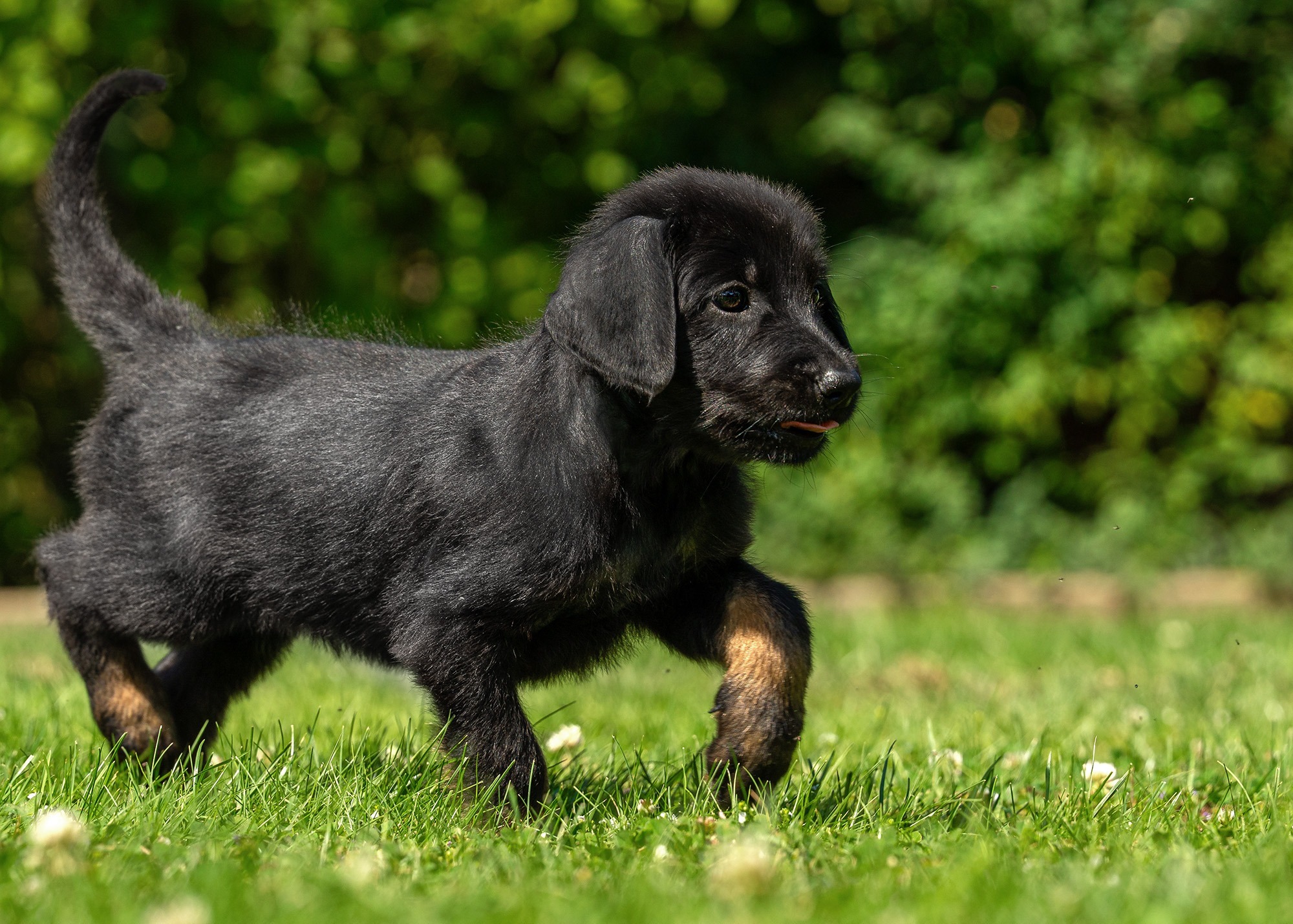 Amira von der Hohen Breite_2