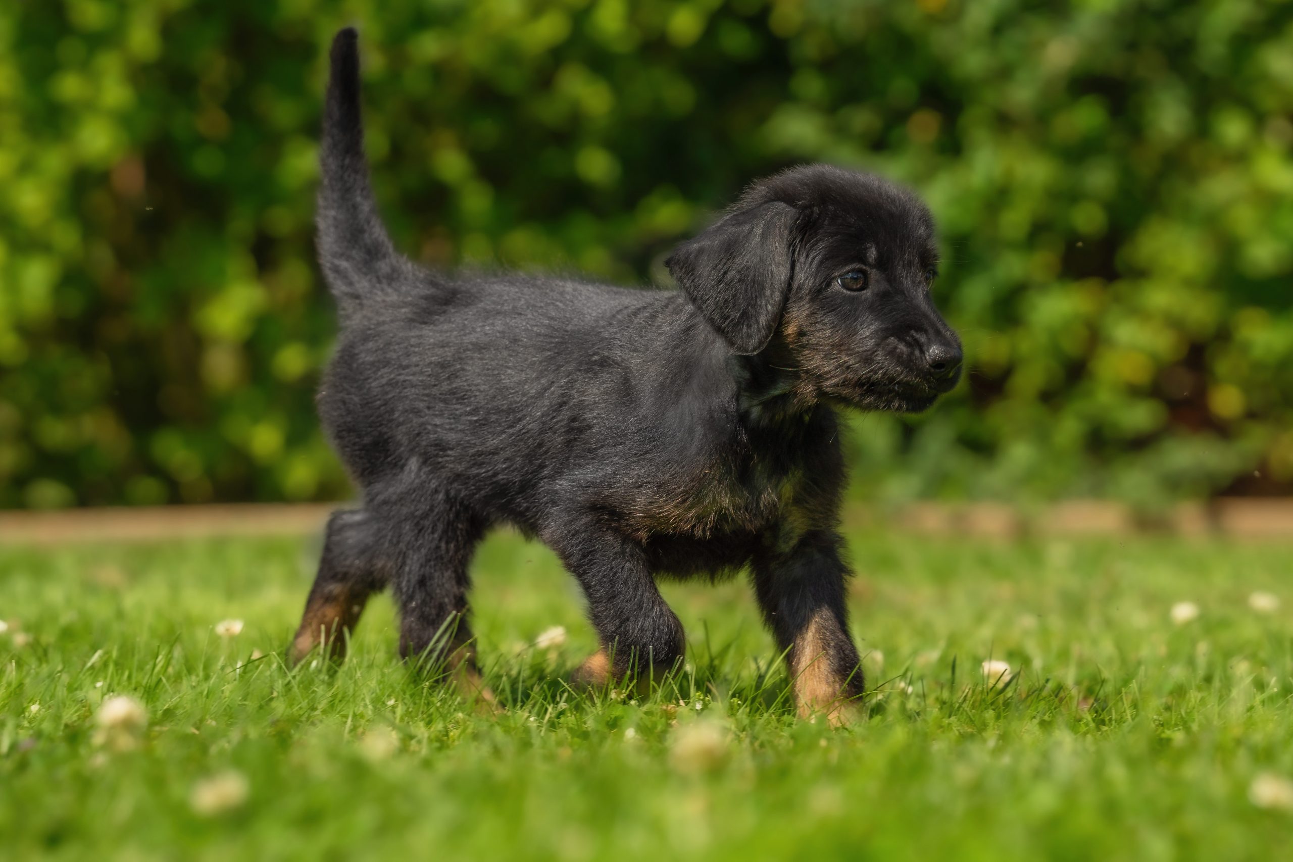 Amira von der Hohen Breite_3