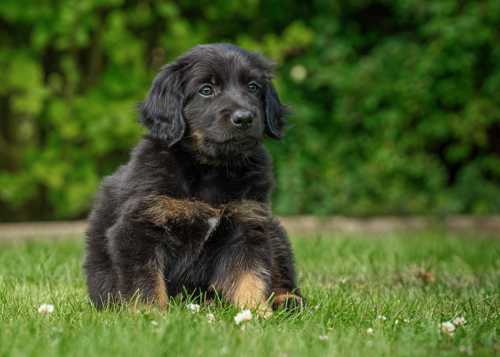 Ares von der Hohen Breite_1