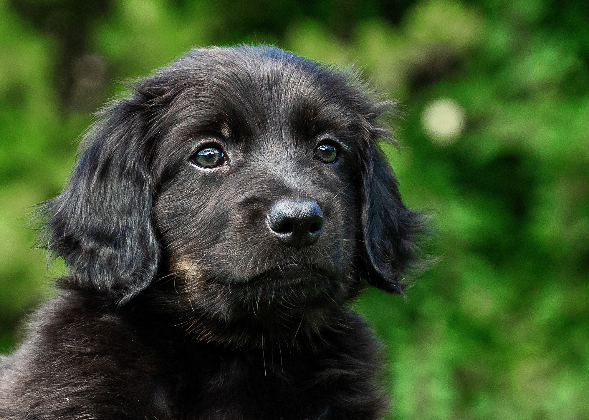 Ares von der Hohen Breite_2