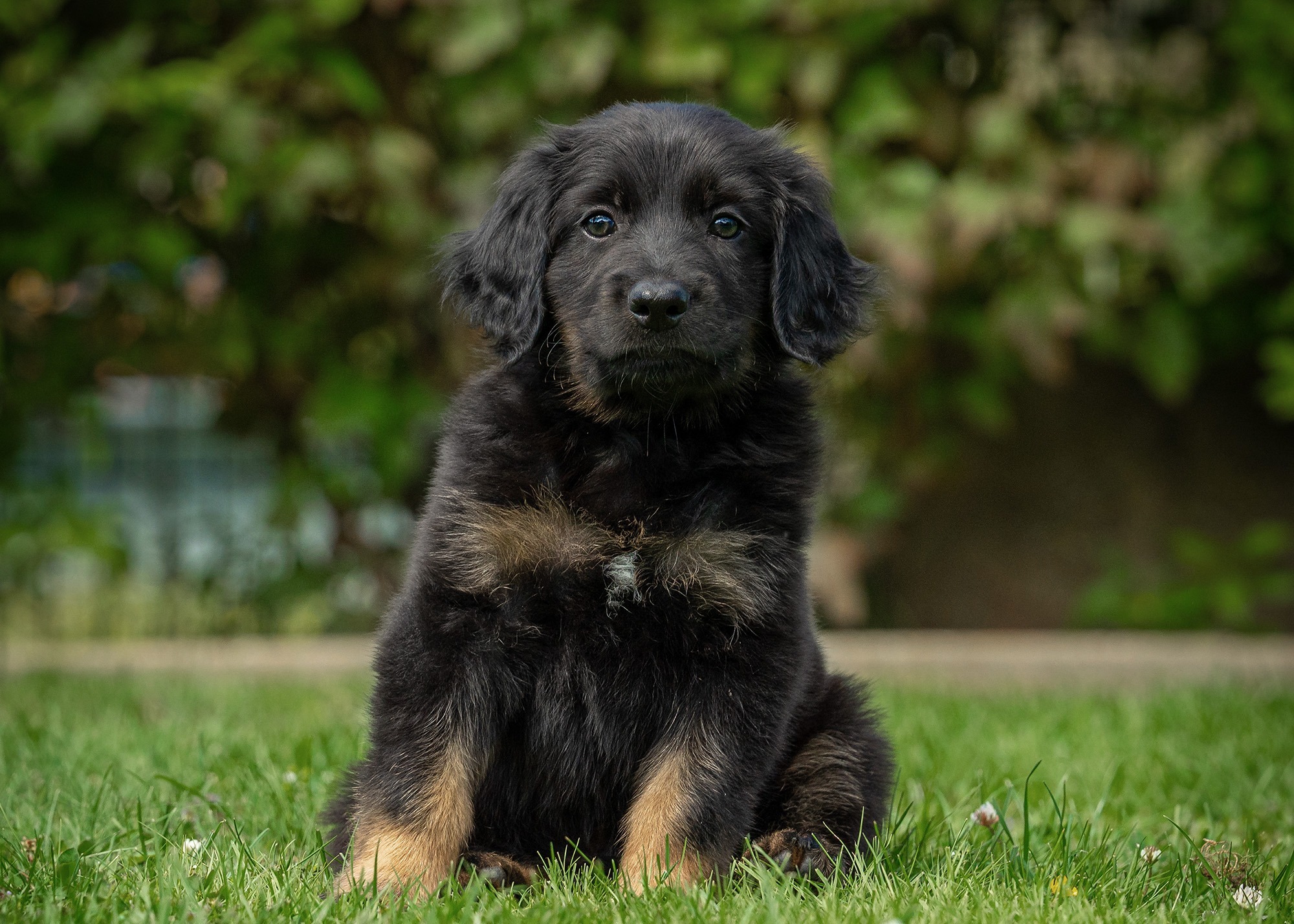 Ares von der Hohen Breite_3