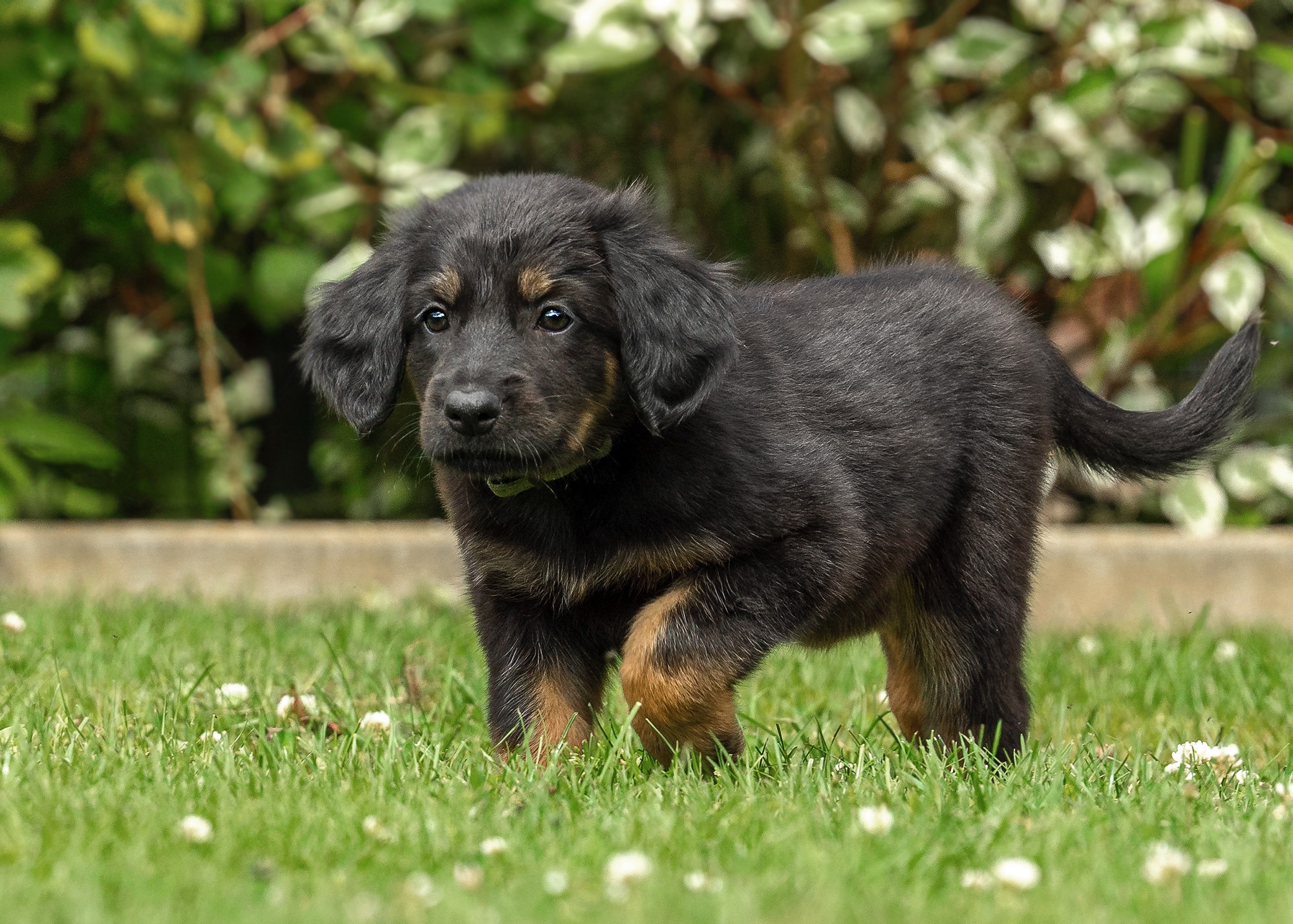 Ayka von der Hohen Breite_1