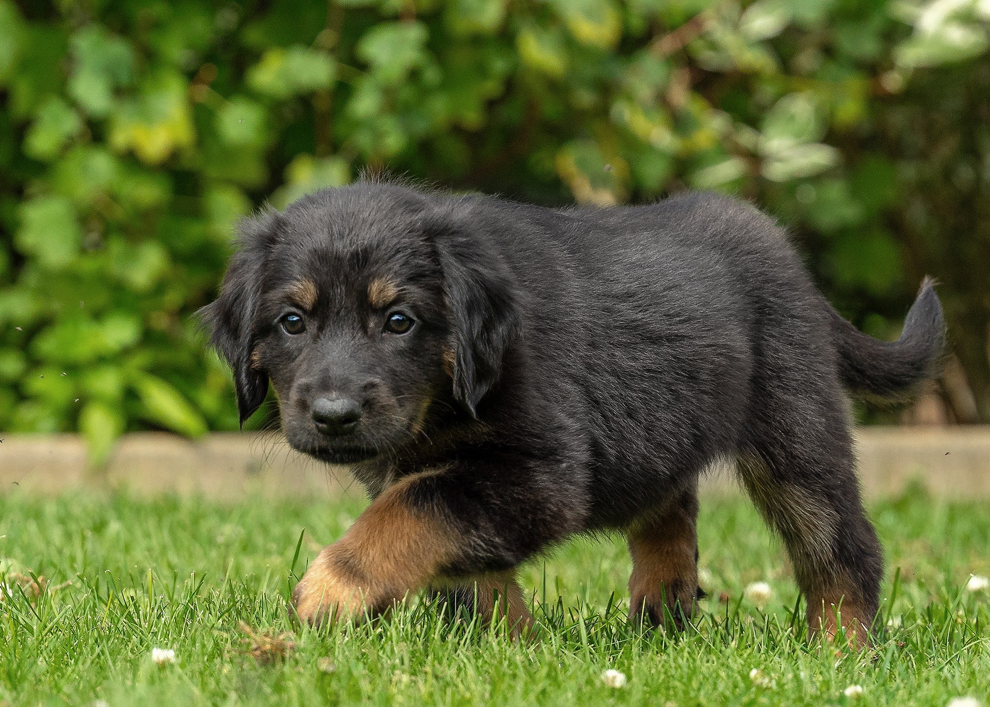 Ayka von der Hohen Breite_2