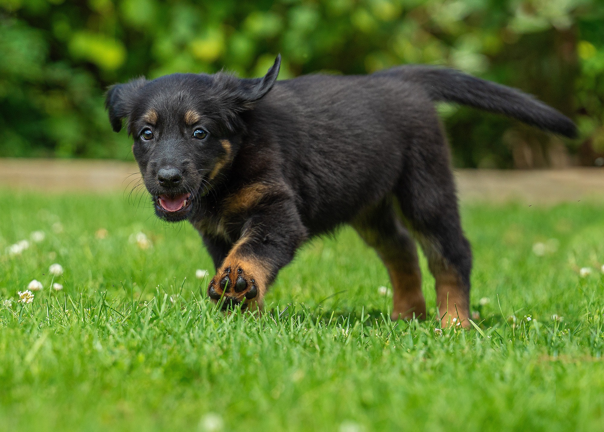 Ayka von der Hohen Breite_4