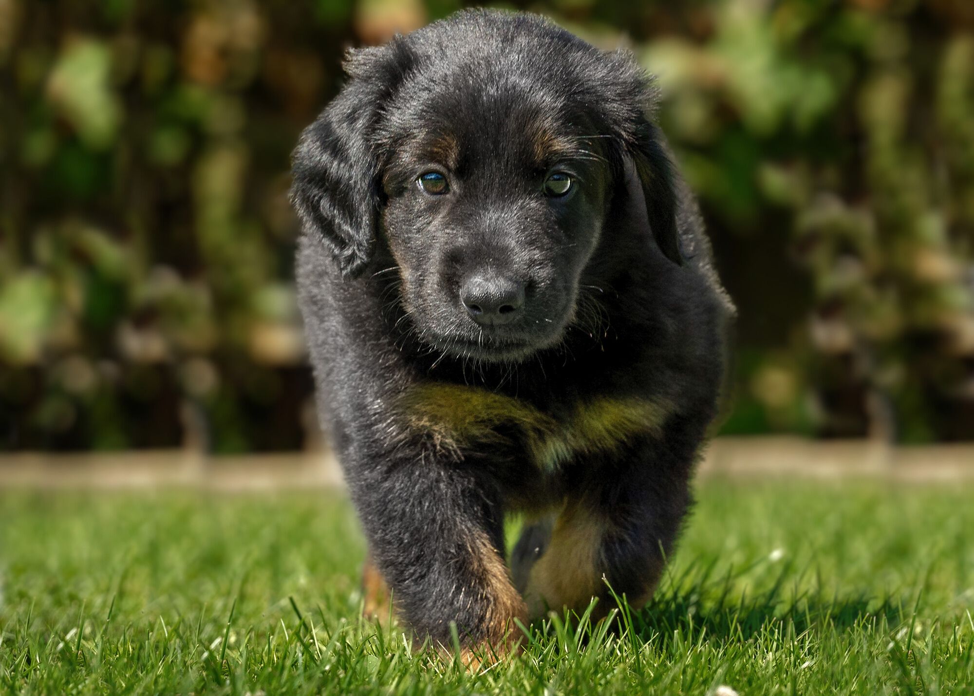 Ayko von der Hohen Breite