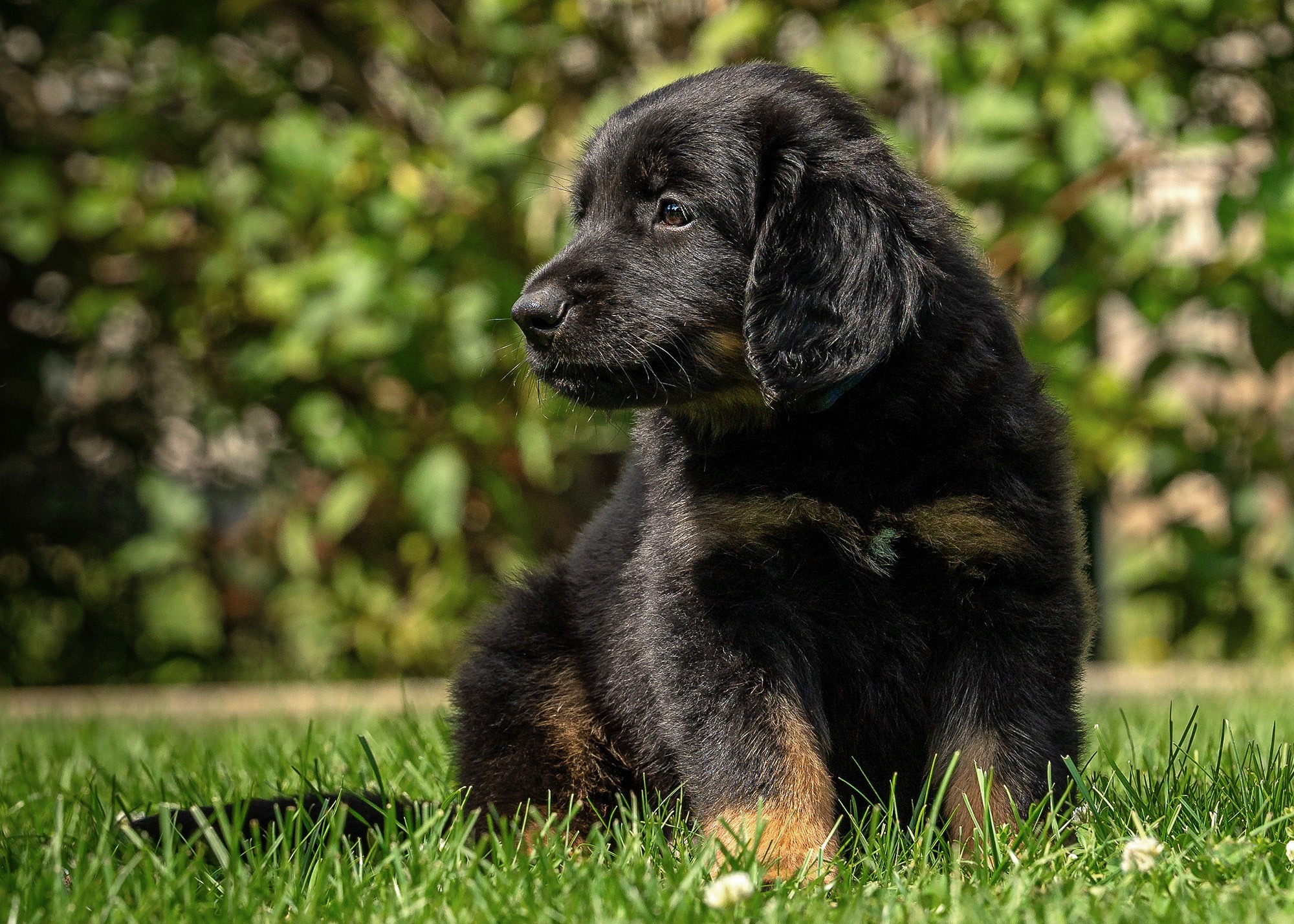 Ayko von der Hohen Breite_1