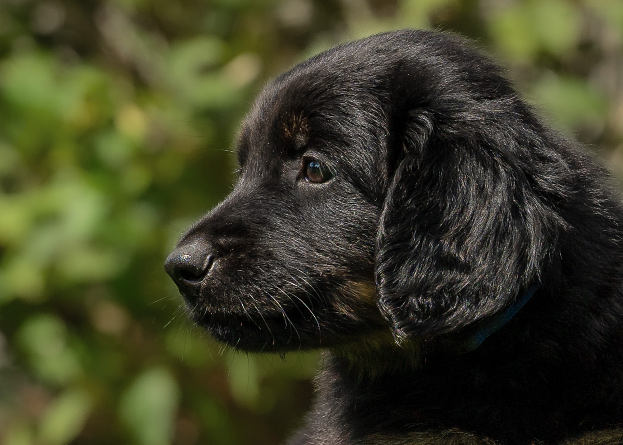 Ayko von der Hohen Breite_2