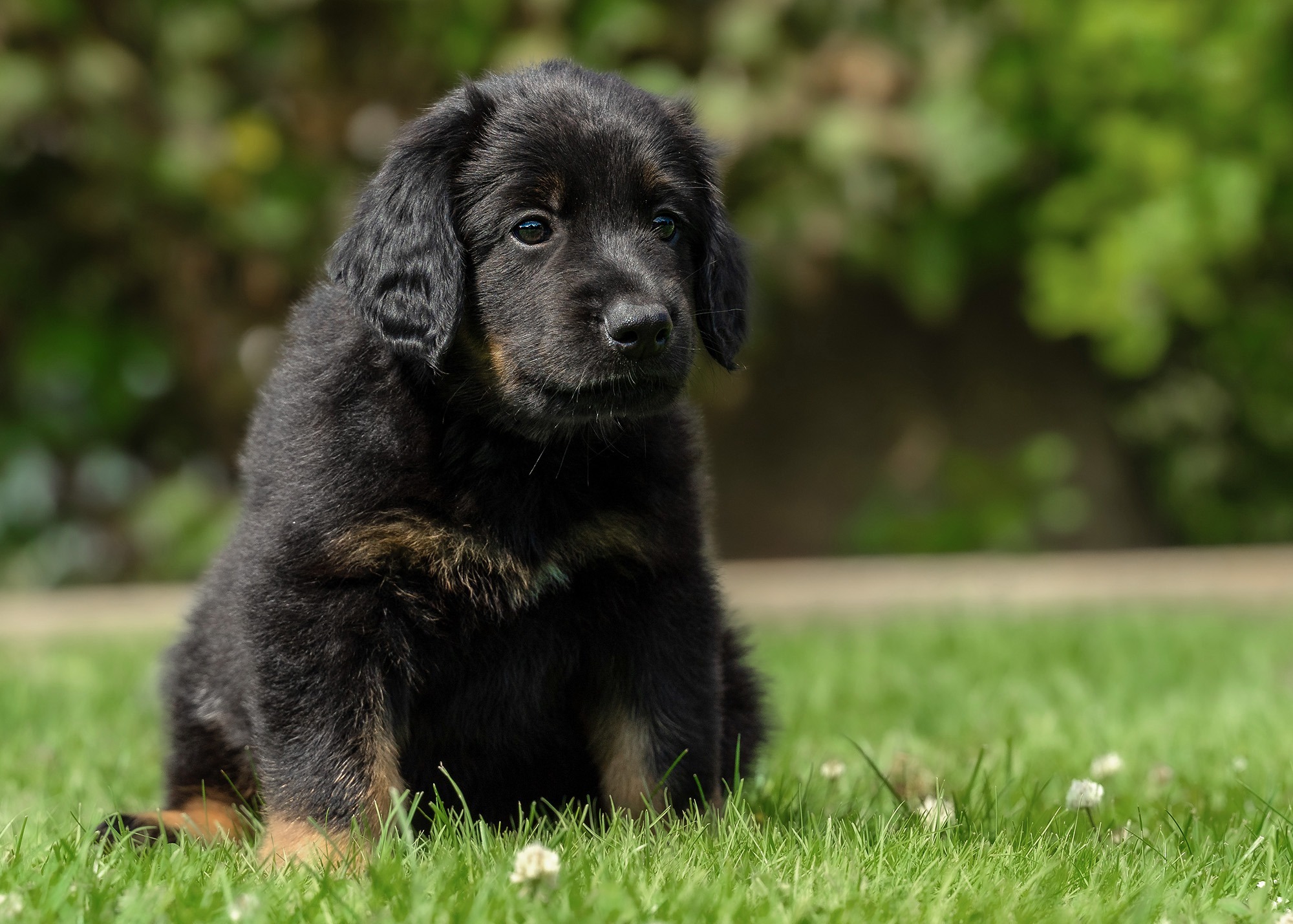 Ayko von der Hohen Breite_3